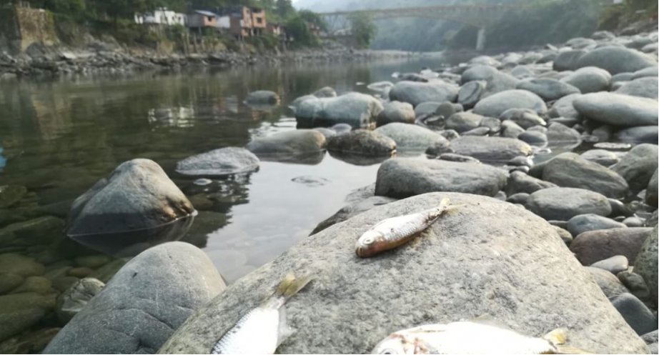 Aguas arriba y río abajo: La JEP determinó que el Río Cauca es una víctima del conflicto armado