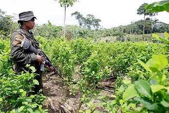 Catatumbo: Entre el narcotráfico y la violencia, el absurdo de una guerra revolucionaria financiada por cocaína